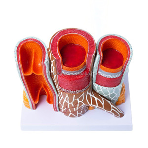 Model kapal darah anatomis tampilan PVC pendidikan 14x pembesaran struktur pembuluh darah - Product Image 6