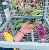 Robuster hölzerner Vogelkäfig für große Papageien Nymphen sittiche Love birds Knopf verschluss Aus gezeichneter dekorativer Villa-Schutz für den Heimgebrauch