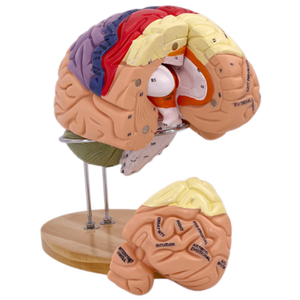 Modèle d'anatomie du cerveau et de la structure des nerfs, agrandi 2 fois, pour l'enseignement médical, modèle de fonction cérébrale de luxe - Product Image 2