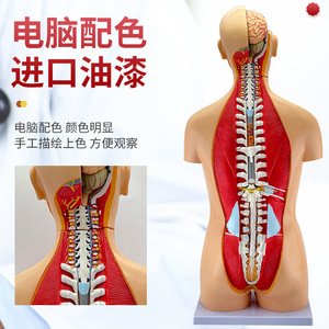 Modèle anatomique de torse bisexuel de 85 cm ; modèle de torse masculin et féminin avec 32 organes internes détachables. - Product Image 3