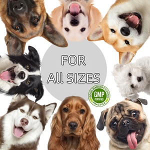 OEM ODM fábrica Etiqueta Privada mascota tos líquido gotas suplemento para perros cuentagotas comida ayuda alivia la tos sibilancias