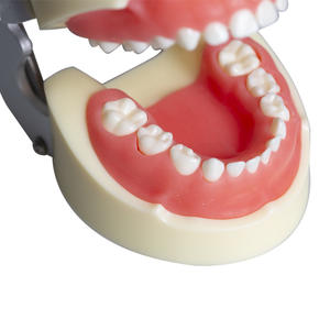 Modelo de Dientes de Goma Suave Totalmente Desmontable para Niños, Modelo de Enseñanza Oral Reemplazable para Prácticas de Preparación en Ciencias Médicas - Product Image 1