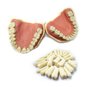 Model Gigi Manusia Pengganti <span class=keywords><strong>Typodont</strong></span> Anatomi Manusia, Model Gigi Palsu Praktis untuk Ortodonti, Model Gigi untuk Frasaco ANA4 - Product Image 3