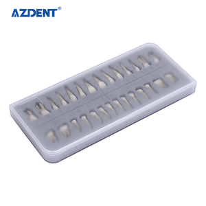 Modèles de dents en plastique pour soins dentaires permanents 1:1, étude/enseignement/formations, ensemble de modèles de particules dentaires - Product Image 4