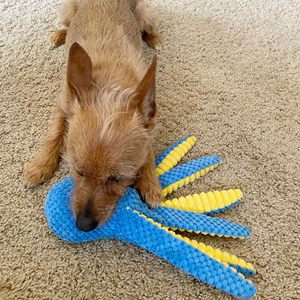 Nuevo juguete de peluche para mascotas, concha de piel de pulpo, inteligencia para perros, resistencia a mordeduras y juguete para hacer sonido, pulpo, tiburón, Tortuga, cangrejo, langosta - Product Image 6