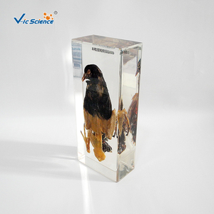 Öğretim yardımcıları güvercin diseksiyon emniyet reçine örneği - Product Image 4