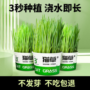Kit de siembra instantánea de hierba para gatos, sin necesidad de tierra, eliminación de bolas de pelo para gatos, germinación en 3 días, alta tasa de germinación - Product Image 5