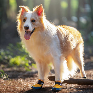 ट्रूलोवे थोक लक्जरी कुत्ते जूते प्रीमियम वाइम एकमात्र चिंतनशील टिकाऊ विरोधी पर्ची आरामदायक कुत्ते जूते - Product Image 5