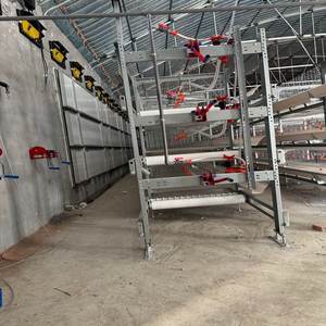 אוטומטי h-סוג הנחת תרנגולת סוללה מיצרן מהימן עבור חקלאות עופות ב enegal - Product Image 2