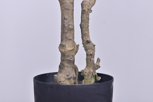 Arbre d'olivier artificiel de haute qualité, <span class=keywords><strong>plantes</strong></span> en soie artificielle de style moderne <span class=keywords><strong>pour</strong></span> la décoration de magasins de meubles - Product Image 6