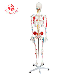 Recursos de enseñanza Cuerpo entero Impreso a mano Músculo Punto de inicio y finalización 180cm Modelo de <span class=keywords><strong>esqueleto</strong></span> de Anatomía Humana - Product Image 2