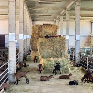 カスタマイズされたプレハブ家禽ハウス抗地震デザイン牛舎牛小屋金属フレームファームハウスプレハブ鉄骨構造ヤギ小屋 - Product Image 4