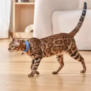 Schlussverkauf neues interaktives Laser-Spielzeug für Katze LED-Licht intelligentes Laser-Kragen-Spielzeug für Katzen Hunde Kätzchen