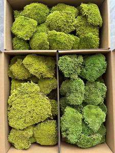 Cuscino eco-friendly da 0.16 mq Cuscino Cuscino Cuscino Cuscino 3D Verde Reale Stabilizzato Palo Conservato Giardinaggio Arte Decorazione Della Parete - Product Image 3