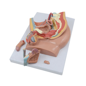Modelo de perfil de entrepierna del cuerpo humano, modelo anatómico humano, modelo médico - Product Image 5