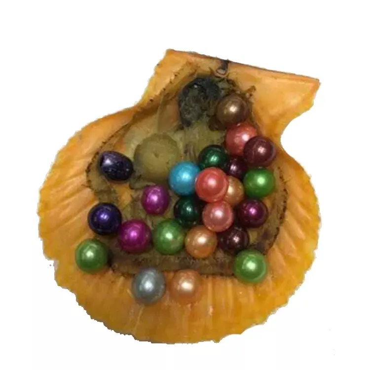 Akoya-ostias chinas doradas con perlas redondas, para fabricación de joyas, venta al por mayor