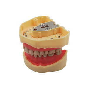 โมเดลการเรียนการสอนทันตกรรมแบบมาตรฐานการศึกษารูปแบบการสอนประเภท BF สำหรับนักเรียน - Product Image 3