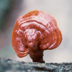 Bán Buôn Thảo Dược Thực Vật Red Reishi Nấm Hoang Dã Nấm Linh Chi <span class=keywords><strong>Lucidum</strong></span> Chiết Xuất Bột <span class=keywords><strong>Lucidum</strong></span> - Product Image 4