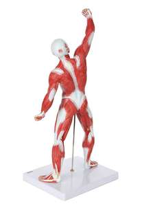 GelsonLab HSBM-152 Figurine <span class=keywords><strong>musculaire</strong></span> humaine 50 cm Modèle de système <span class=keywords><strong>musculaire</strong></span> miniature avec anatomie <span class=keywords><strong>musculaire</strong></span> superficielle et structure du <span class=keywords><strong>corps</strong></span> - Product Image 5
