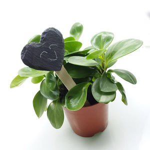 Étiquettes d'<span class=keywords><strong>ardoise</strong></span> de différents modèles Petites étiquettes de plantes de <span class=keywords><strong>jardin</strong></span> noires comme ornements de <span class=keywords><strong>jardin</strong></span> souvenir - Product Image 2