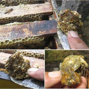 Propoli en vrac (Grezzo) Bulgaro organique doux non raffiné vert <span class=keywords><strong>prix</strong></span> matériel abeille <span class=keywords><strong>propolis</strong></span> crue - Product Image 6