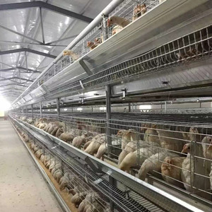Design moderne Batterie automatique Cage pour poussins de bébé d'un <span class=keywords><strong>jour</strong></span> Cage multifonctionnelle pour poussins nouvelle condition Cage pour poules pondeuses en vente - Product Image 2