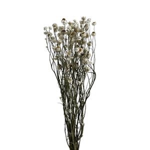 Ammobium di fiori secchi di crisantemo conservato per la decorazione domestica di nozze - Product Image 3