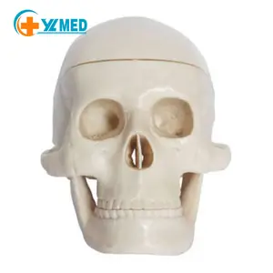 Vendita calda di Plastica In Miniatura Del Cranio Modello Anatomico Del Cranio Modello In Miniatura Modello per modello di insegnamento medico