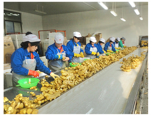 Chất Lượng Cao Tươi Trung Quốc Gừng Trên Bán <span class=keywords><strong>2025</strong></span> Cây Trồng Mới Hữu Cơ Tỏi - Product Image 4