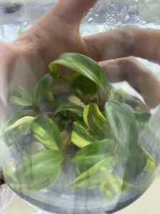 Philodendron Strawberry Shake Variegato - Pianta Rara Coltivata in Laboratorio con Variegazione Arue e Crema, Cresciuta in Colbriera Sterile - Product Image 2