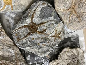 Escultura de Ágata con Forma de Estrella de Mar Fósil, Tallada y Grabada, Arte en Piedra Natural, 4 Pulgadas, Coleccionable - Product Image 2