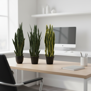 ต้นซานเซเวียเรียในกระถาง ขายดี เป็นมิตรกับสิ่งแวดล้อม ทนทานต่อรังสียูวี ช่วยฟอกอากาศ ต้นบอนไซทำมือ สำหรับตกแต่งบ้าน สำนักงาน และภายในอาคาร - Product Image 5