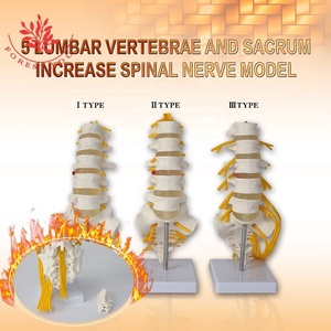Modelo Lumbar 5 piezas 6 vértebras hueso FRT036 raíz nerviosa y lado derecho nervio sacro rama ciática herramienta <span class=keywords><strong>de</strong></span> enseñanza - Product Image 3