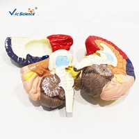 Modello Didattico Medico Ecologico in PVC Colorato della Struttura Anatomica del Cervello Umano
