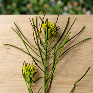 Poudre d'extrait naturel de Khubkala, ingrédient dérivé de plantes pour les applications alimentaires nutritionnelles et la production de produits à base de plantes - Product Image 2