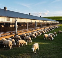 Faible coût préfabriqué volaille mouton vache ferme laitière chèvre maison étable grange grand bâtiment de stockage hangar structure entrepôt
