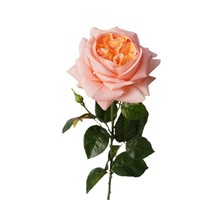 YM YM Künstliche Rosenblume Seidenrose Einzelner Stiel Langer Stiel Hochwertig für Hochzeits-Blumenarrangements Großhandel