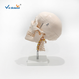 Ceinture <span class=keywords><strong>de</strong></span> crâne 8 pièces cerveau et modèle cervical Science médicale modèle <span class=keywords><strong>de</strong></span> crâne - Product Image 6
