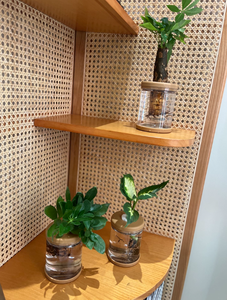 <span class=keywords><strong>Vaso</strong></span> per <span class=keywords><strong>Piante</strong></span> Idroponiche Trasparente Simile al <span class=keywords><strong>Vetro</strong></span> Piccolo <span class=keywords><strong>Vaso</strong></span> per <span class=keywords><strong>Piante</strong></span> Verdi <span class=keywords><strong>in</strong></span> Plastica Traspirante e Resistente - Product Image 6