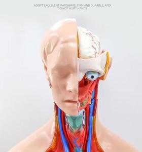 Modello Anatomico <span class=keywords><strong>di</strong></span> Torso Umano Unisex 85cm, 23 Parti, per Scienza Medica ed <span class=keywords><strong>Educazione</strong></span> - Product Image 2