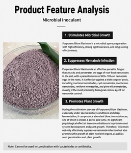 Purpureocillium Lilacinum (Paecilomyces Lilacinus) 100 milliards d'UFC/g Nématodes de la maladie des racines de tomate BIO Nématicide en poudre PD20132416 - Product Image 2