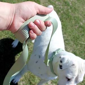 Correa monocromática acolchada de neopreno Vibrant Life para perros medianos y grandes, verde salvia, 6 pies - Product Image 5