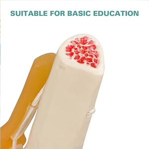 Medisch onderwijsmateriaal voor geavanceerd <span class=keywords><strong>PVC</strong></span> levensgroot menselijk flexie-knie-skelet wetenschappelijk <span class=keywords><strong>model</strong></span> met ligamenten - Product Image 4