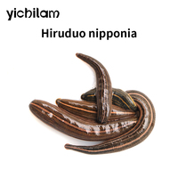 Sangues-fraîches vivantes médicinales Hirudo Nipponia, directement de l'usine, extrait de Sangues-fraîches Nipponia