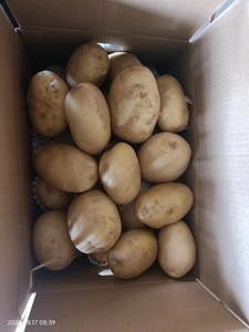<span class=keywords><strong>Nouvelle</strong></span> récolte <span class=keywords><strong>de</strong></span> pommes <span class=keywords><strong>de</strong></span> <span class=keywords><strong>terre</strong></span> fraîches d'usine à bas <span class=keywords><strong>prix</strong></span> <span class=keywords><strong>de</strong></span> pommes <span class=keywords><strong>de</strong></span> <span class=keywords><strong>terre</strong></span> hollandaises - Product Image 4