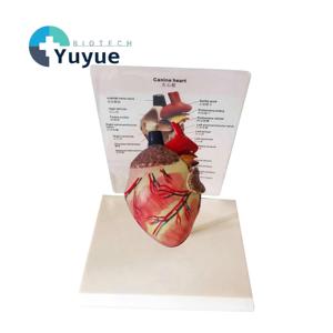 แบบจำลองกายวิภาคหัวใจสุนัข แบบถอดประกอบได้ สำหรับ<span class=keywords><strong>การ</strong></span>สอนและสาธิตทางสัตวแพทย์ - Product Image 1