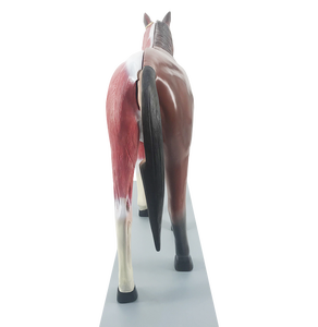 Modelo de Anatomía de Caballo ADA-B030 - Product Image 2