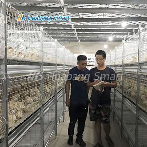 Gabbia di pollo a basso costo in acciaio zincato tipo automatico H - Product Image 4