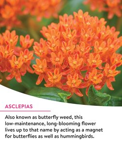 Paquete <span class=keywords><strong>de</strong></span> Semillas <span class=keywords><strong>de</strong></span> Flores Silvestres del Santuario <span class=keywords><strong>de</strong></span> <span class=keywords><strong>las</strong></span> <span class=keywords><strong>Mariposas</strong></span> Monarca, Sin OMG, Atrae <span class=keywords><strong>Mariposas</strong></span> Monarca, 3 Tipos <span class=keywords><strong>de</strong></span> Flores Silvestres para Macetas o Jardineras - Product Image 2