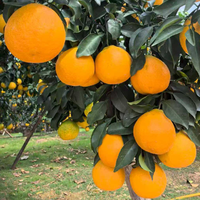 Oranges Navel Fraîches en Gros, Agrumes en Vrac à Bon Prix, Oranges Navel Fraîches de Chine
